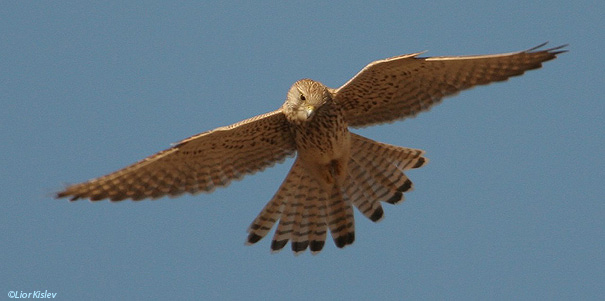 בז מצוי Common Kestrel Falco  Tinnunculus                                       נחל סמק רמת הגולן ספטמבר 2005